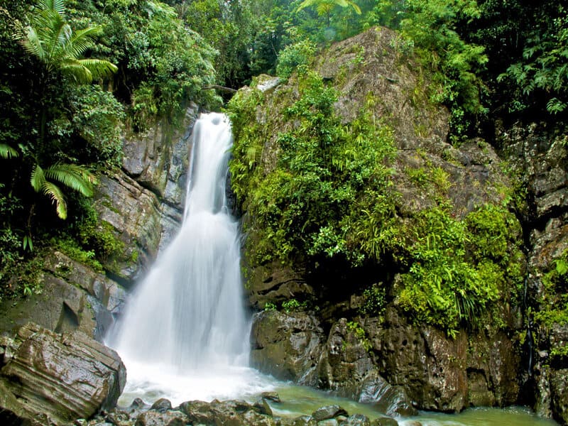 Bosque Nacional El Yunque 